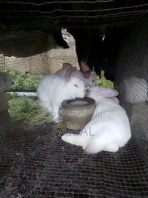 Mature Rabbits