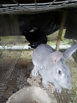 Breeding Rabbit(Over 3kg)