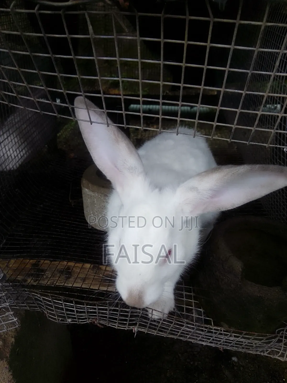 Breeding Rabbit(Over 3kg)