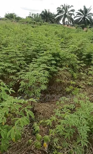 100 by 100 for Sale, Buy Directly From Owner, the Land Is Very Genuine