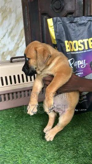1-3 months Female Purebred Boerboel