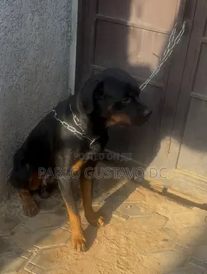 1+ year Male Purebred Rottweiler