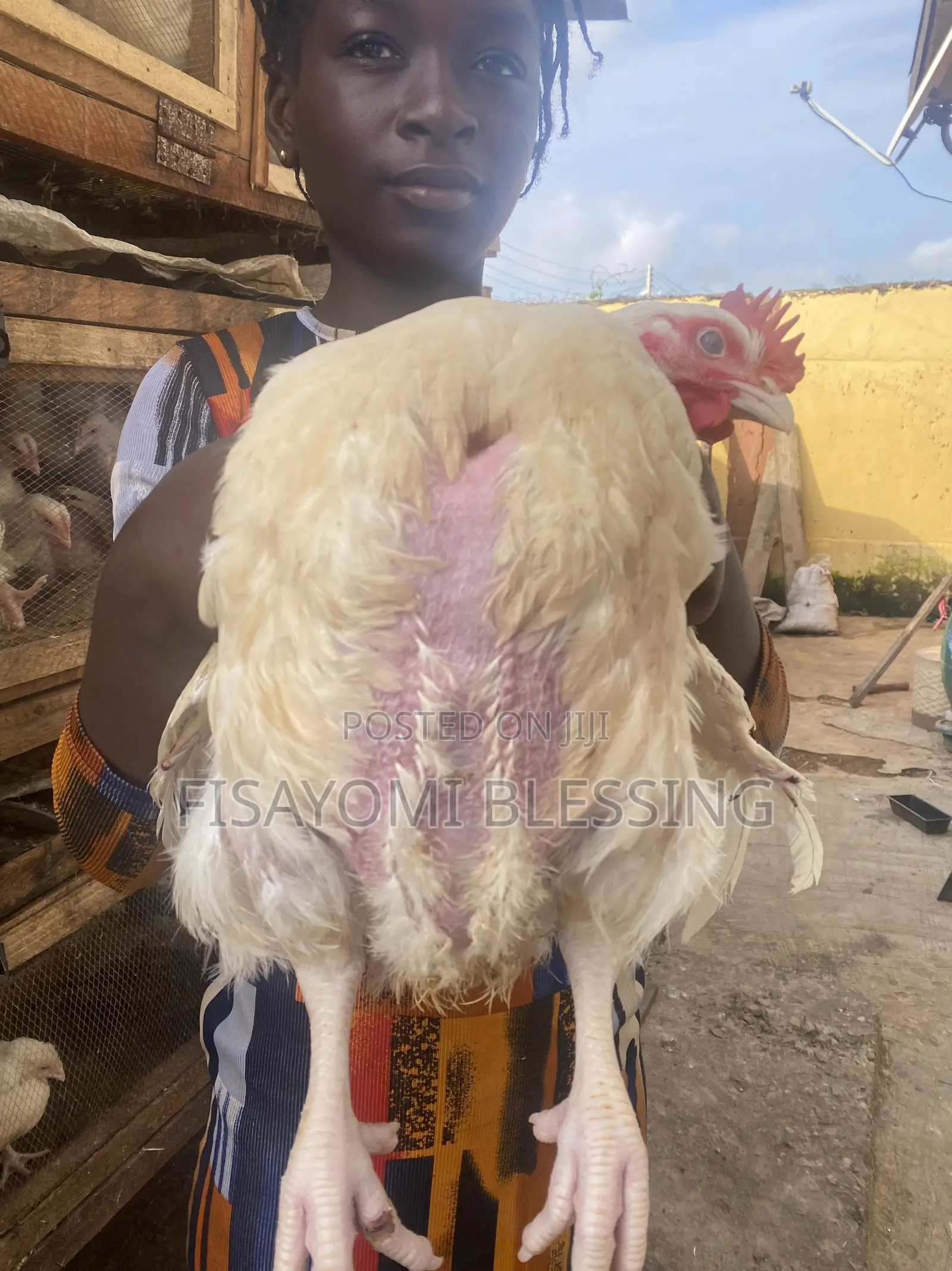 Live Chicken