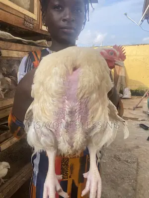 Live Chicken