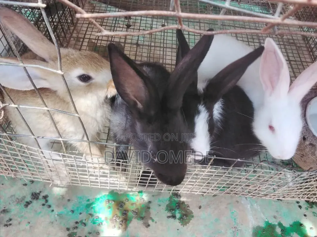 Foreign and Exotic Rabbits Available