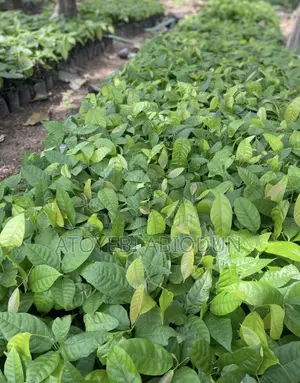Cocoa Seedlings