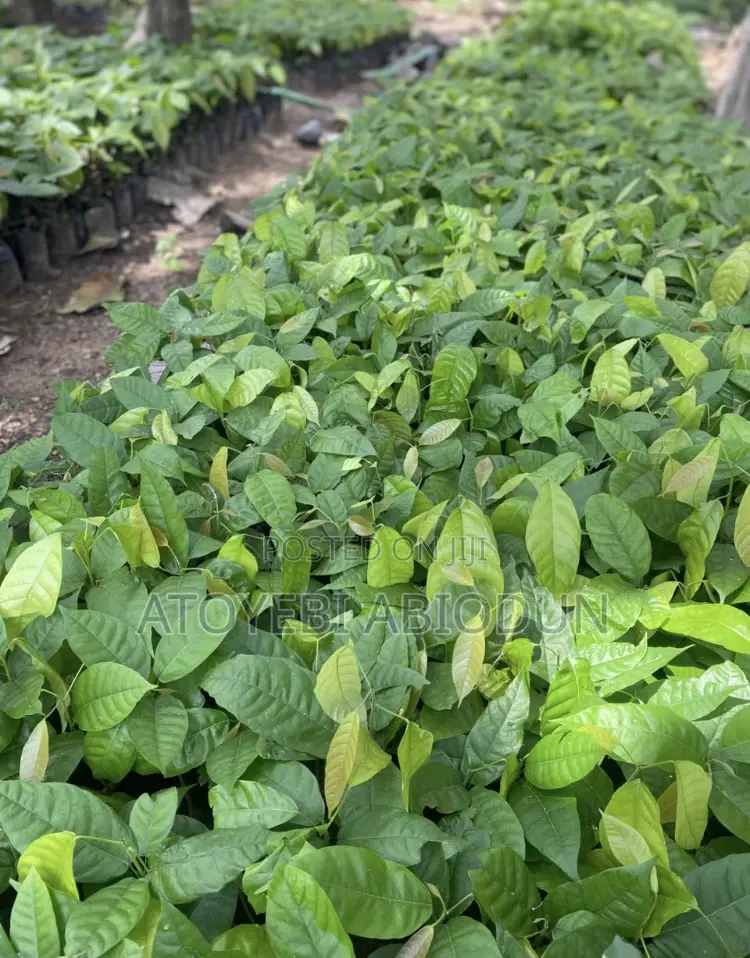 Cocoa Seedlings