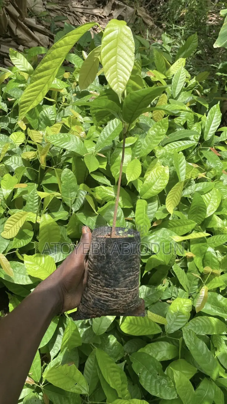 Cocoa Seedlings