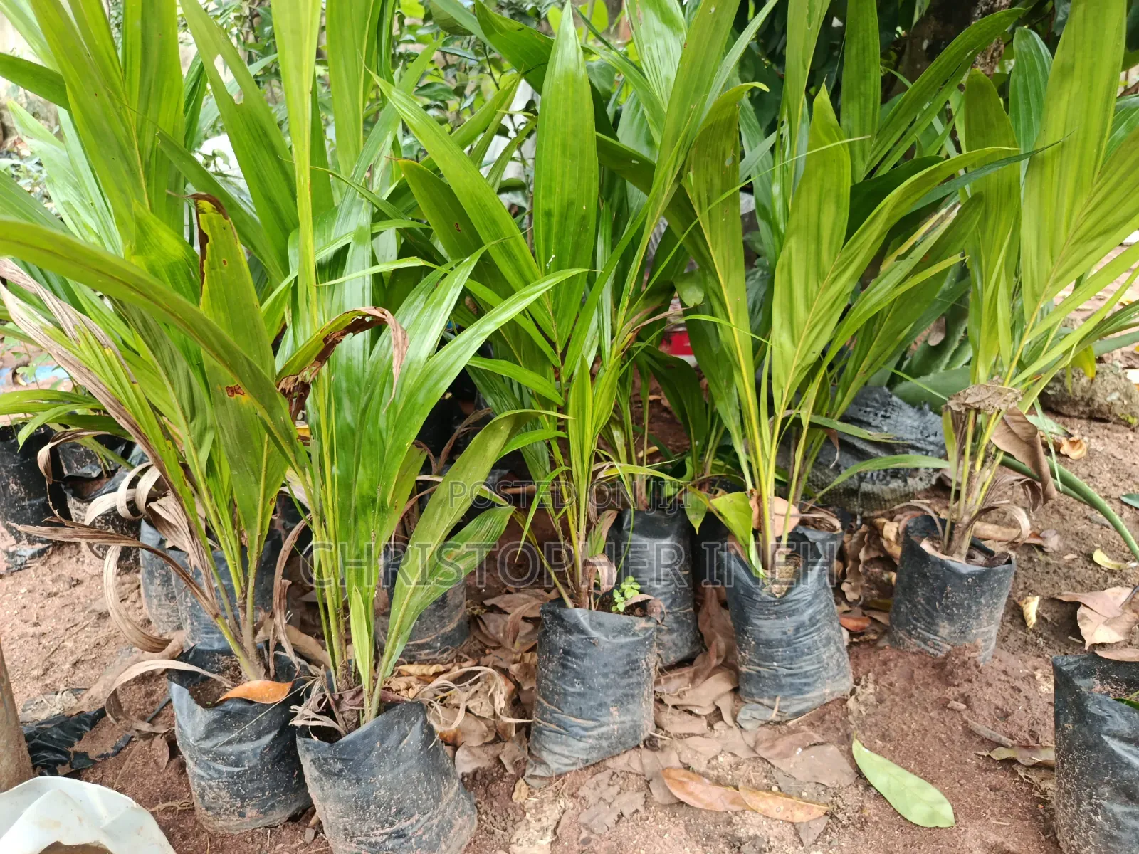 Palm Seedlings