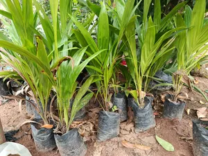 Palm Seedlings