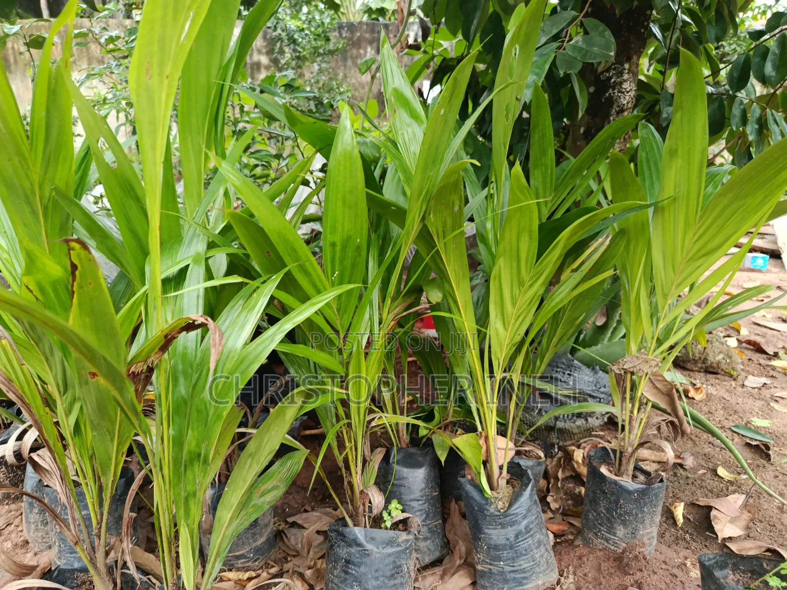 Palm Seedlings