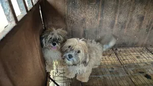 1-3 months Male Purebred Lhasa Apso