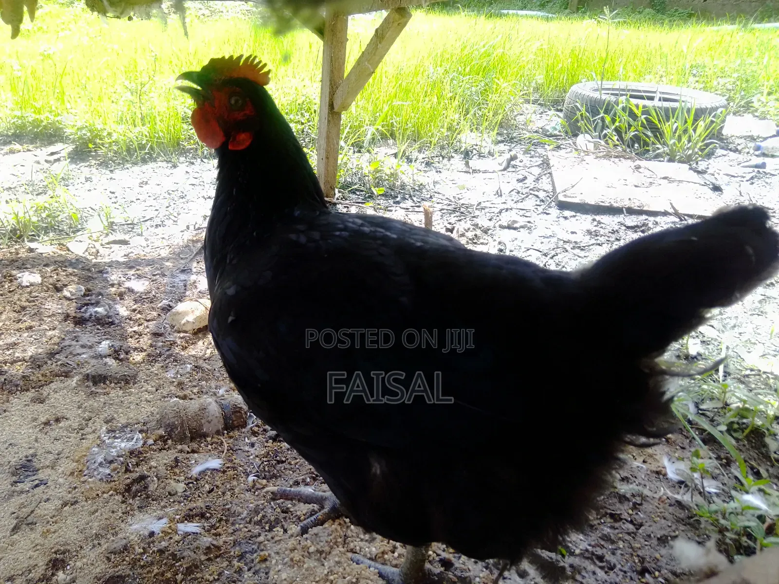 Chicken (Noiler)