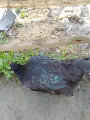 Chicken (Noiler)