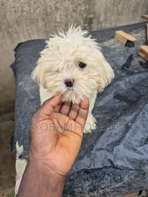 1-3 months Male Purebred Lhasa Apso