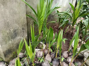 Coconut Seedlings