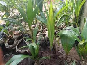 Coconut Seedlings