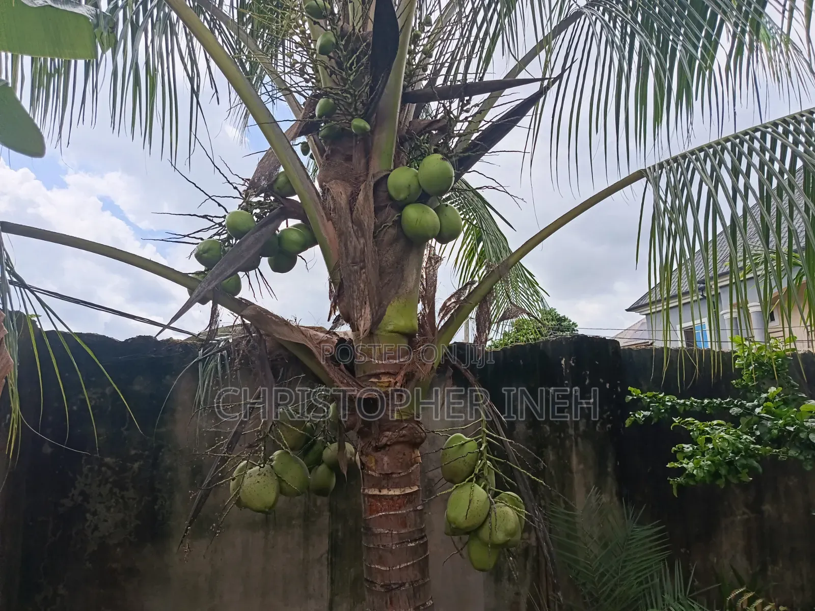 Coconut Seedlings