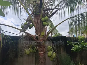 Coconut Seedlings
