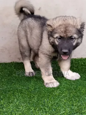 1-3 months Male Purebred Caucasian Shepherd