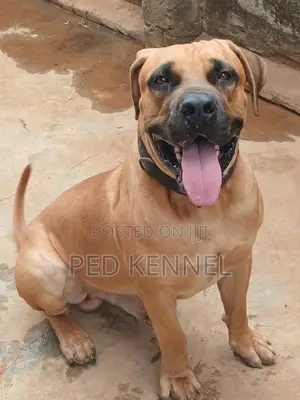 1+ year Male Purebred Boerboel