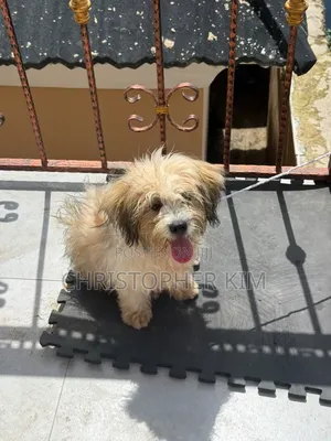 3-6 months Male Purebred Lhasa Apso