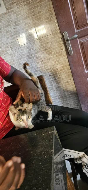 1+ year Female Purebred American Shorthair