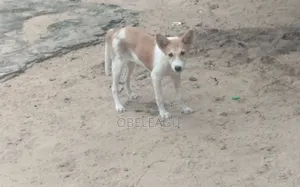 1-3 months Female Mixed Breed Sealyham Terrier