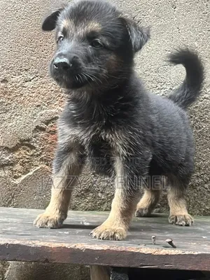 1-3 months Female Purebred German Shepherd