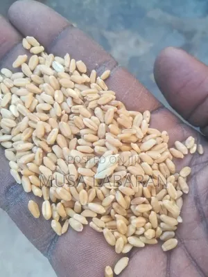 Mai Allo Agro and General Enterprises