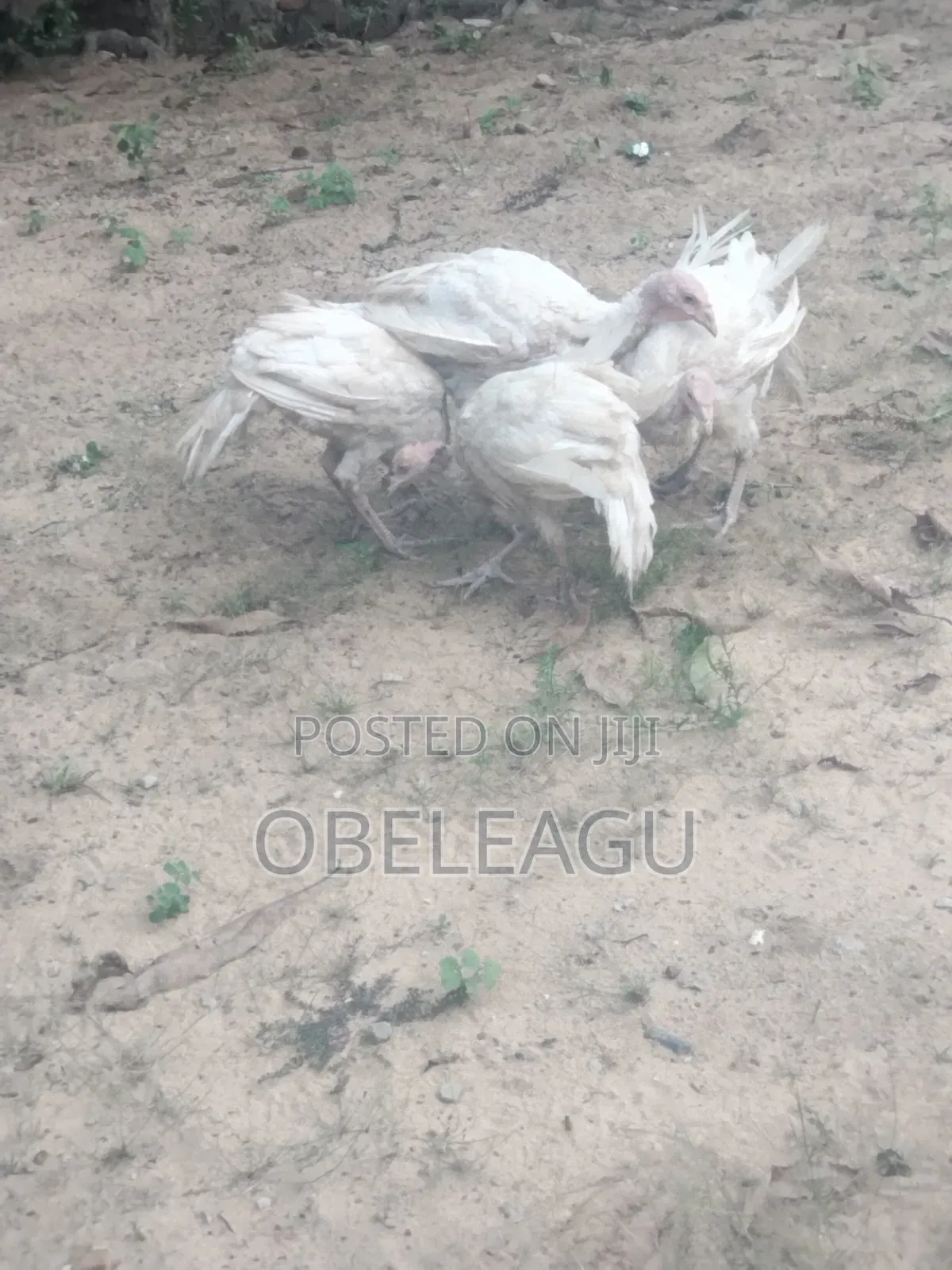 Foreign Turkey