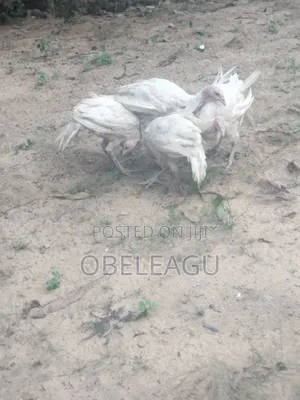 Foreign Turkey