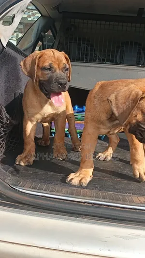 1-3 months Male Purebred Boerboel