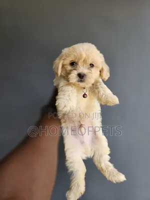 1-3 months Male Purebred Shih Tzu
