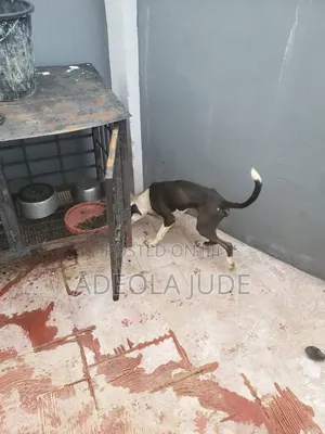 6-12 months Male Purebred American Pit Bull Terrier
