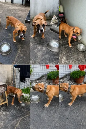 6-12 months Male Purebred American Bully