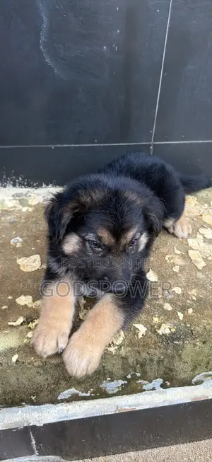 1-3 months Male Purebred German Shepherd