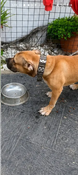 6-12 months Female Purebred American Bully