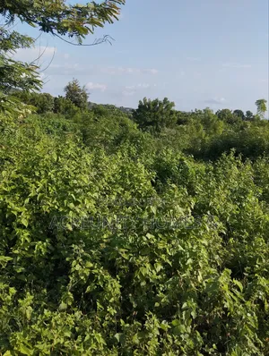 8 Acres for Sale Behind Iseyin College of Health, Iseyin Oyo Exp Way
