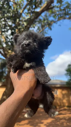 1-3 months Male Purebred Border Collie