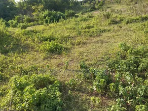 2000 Acres of Fertile Farmland Along Ilero–Iganna Road, Oyo State