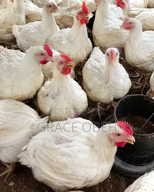 Live Broiler Chickens for Sale – Big, Healthy Affordable