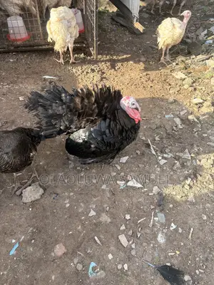Matured Turkeys for Sale Foreign and Local Available