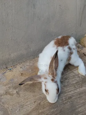 Male Crossbred Rabbit and English Spotted Rabbit for Sale