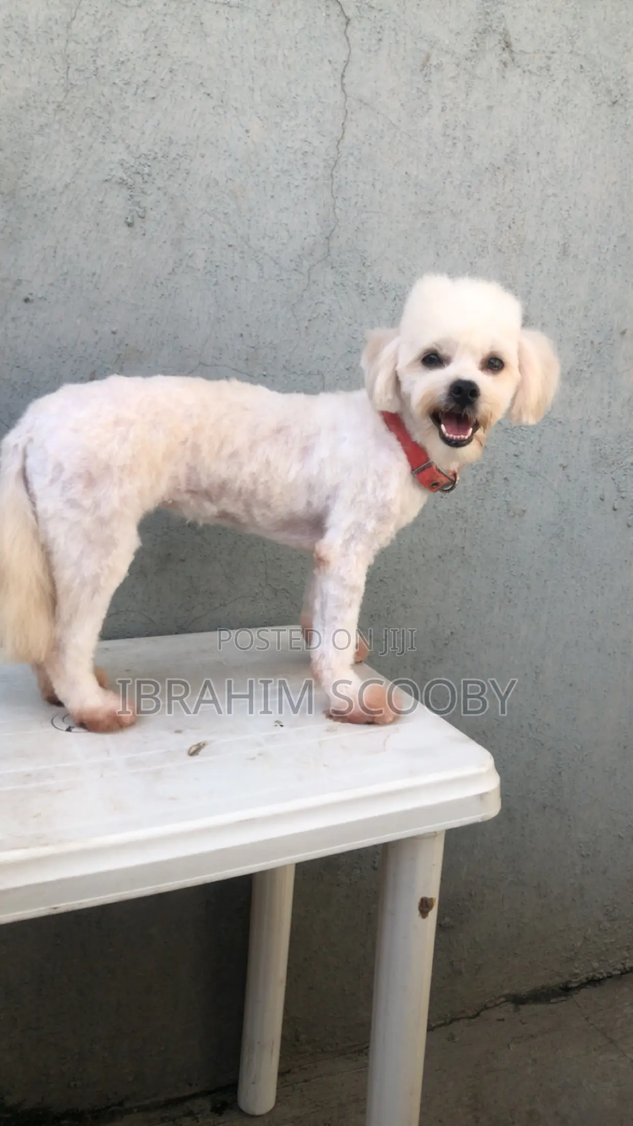 Pet Grooming at Affordable Prices