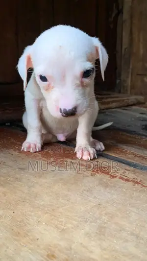 1-3 months Male Purebred American Pit Bull Terrier