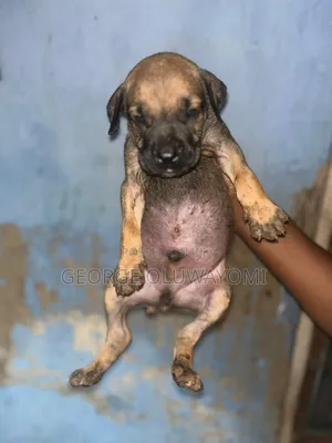 1-3 months Female Purebred Boerboel