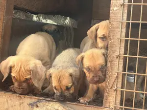 0-1 month Female Purebred Boerboel