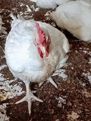 4kg Broiler and 8kg Local Turkey