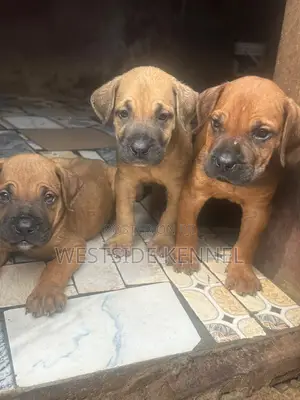 1-3 months Female Purebred Boerboel